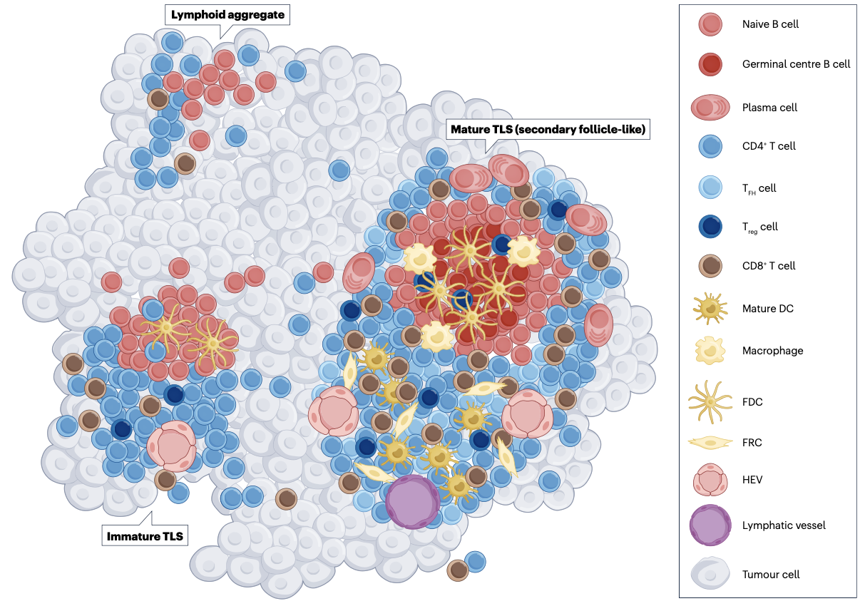 Unveiling Tryptophan Metabolism’s Role in Tertiary Lymphoid Structures of Liver Cancer: Insights from Spatial Transcriptomics
